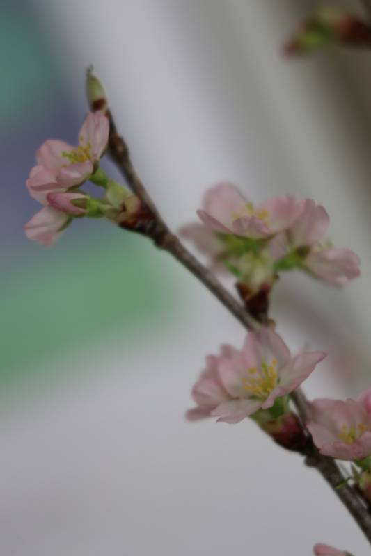 トピックス画像