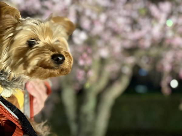 トピックス画像